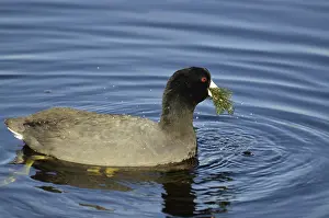 Fulica: American Coot