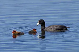Coots: American Coot - adult with chicks