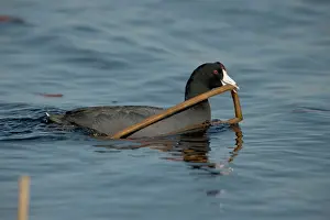 Construct: American Coot - Carrying material to construct nest