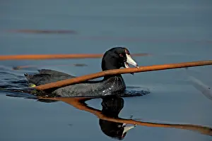 Construct: American Coot - Carrying material to construct nest