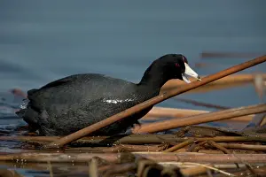 Construct: American Coot - Carrying material to construct nest