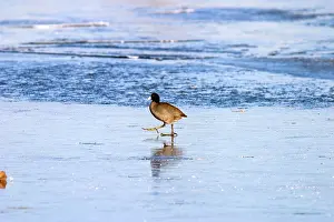 Taylor: American coot (Fulica americana)