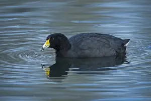 Fulica: American coot (Fulica americana columbiana) wetland