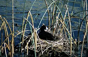 Sid Roberts: American Coot - on nest