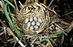 Dawna Jones: American Coot - nest