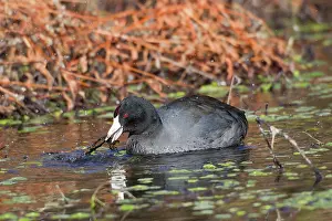 American Coot - Winter - January in southeastern Arizona