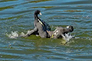 Coots: American Coots Fighting