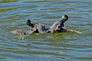 Coots: American Coots fighting