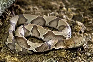 Moccasin: American Copperhead
