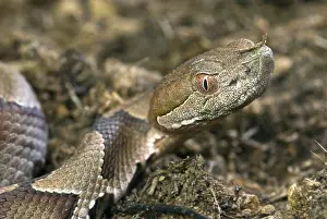 Moccasin: American Copperhead