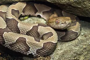 Moccasin: American Copperhead