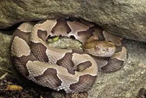Moccasin: American Copperhead