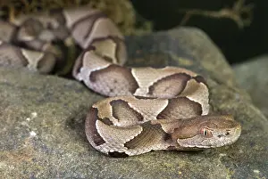 Moccasin: American Copperhead