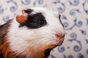 Porcellus: American Crested Guinea Pig, pup