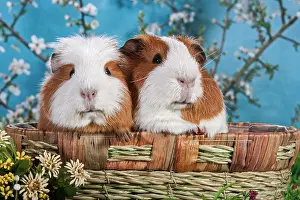 Coated: American Crested Guinea Pig and Smooth Guinea Pig