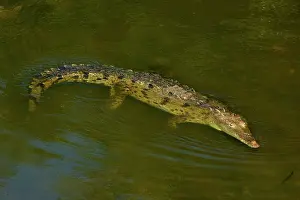 American Crocodile