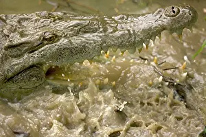 American Crocodile