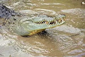 American Crocodile