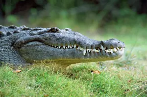 American Crocodile