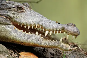 Acutus: American Crocodile