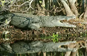 Acutus: American Crocodile
