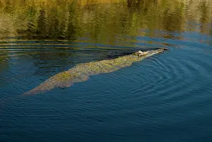 Acutus: American Crocodile