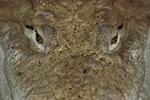 Acutus: American Crocodile