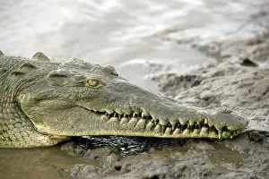 Acutus: American crocodile