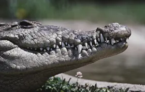 Acutus: American Crocodile
