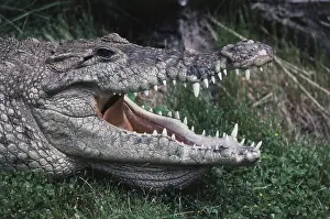 Acutus: American Crocodile
