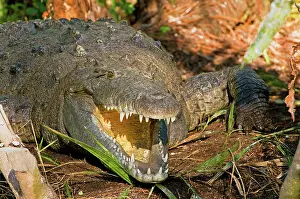Acutus: American Crocodile