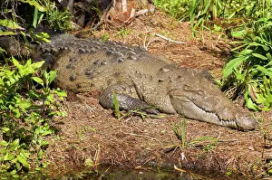 Acutus: American Crocodile