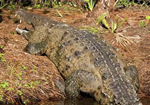 Acutus: American Crocodile
