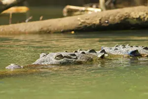 Acutus: American Crocodile