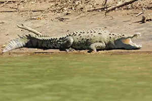 Acutus: American Crocodile