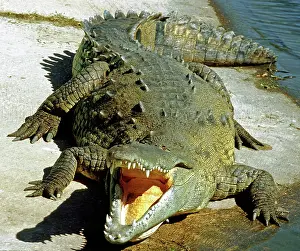 Acutus: American Crocodile