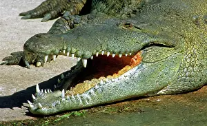 Fangs: American Crocodile