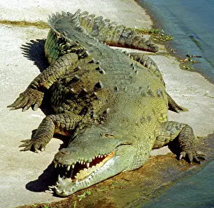 Acutus: American Crocodile