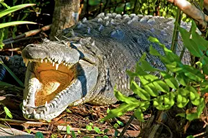 Acutus: American Crocodile