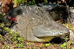 Acutus: American Crocodile