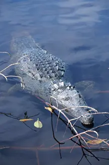 Acutus: American Crocodile