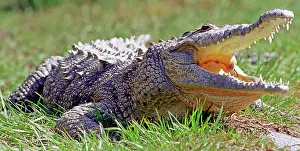 Acutus: American Crocodile