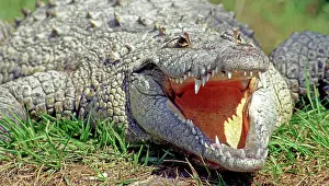 Acutus: American Crocodile