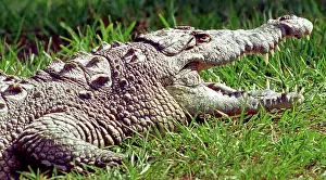 Acutus: American Crocodile