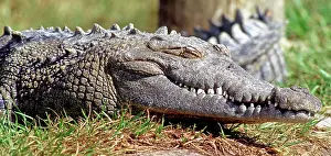 Acutus: American Crocodile