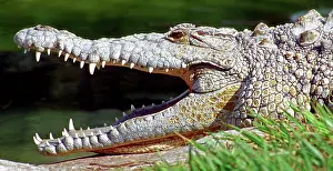 Acutus: American Crocodile