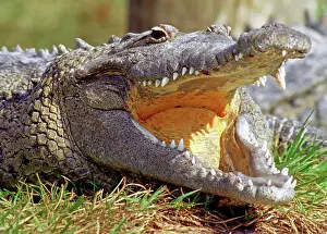 Acutus: American Crocodile