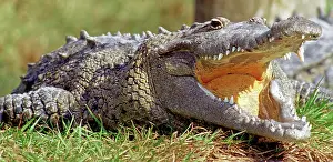 Acutus: American Crocodile