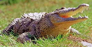 Acutus: American Crocodile