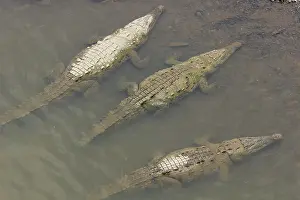 Acutus: American Crocodile